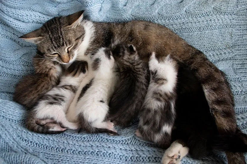 kocięta pijące mleko matki
