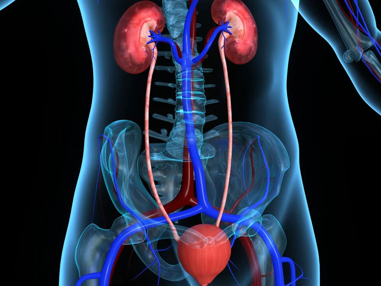Układ moczowy grafika anatomia