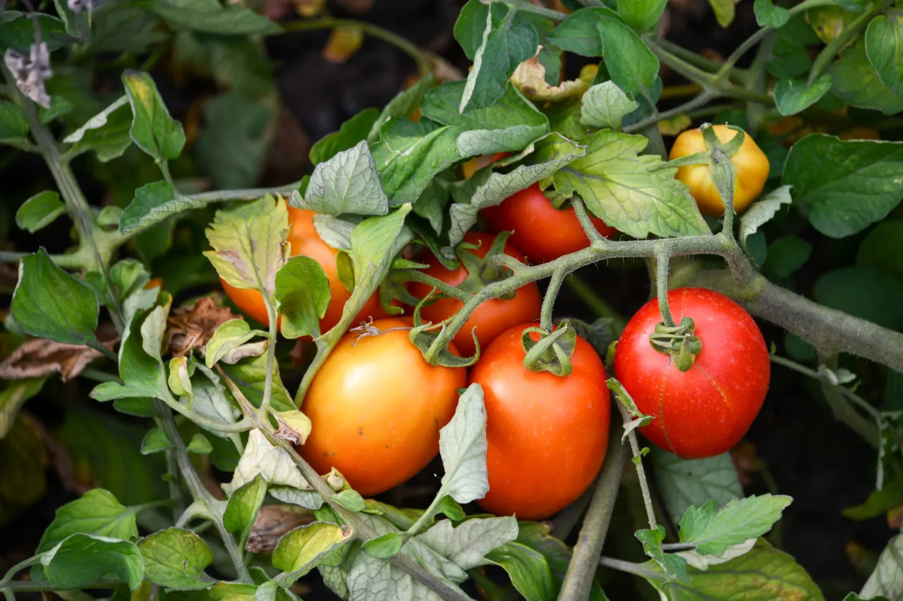 Dojrzewające pomidory w polu, część z nich jest już czerwona, inne pomarańczowe. Widać zielone liście i łodygi.