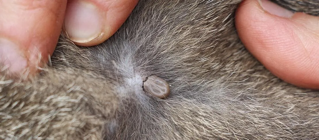 Zdjęcie Picadura de garrapata en perros: síntomas, riesgos y cuidados esenciales