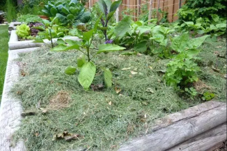 Zdjęcie Mulczowanie gleby: Sekret zdrowego ogrodu i oszczędności wody