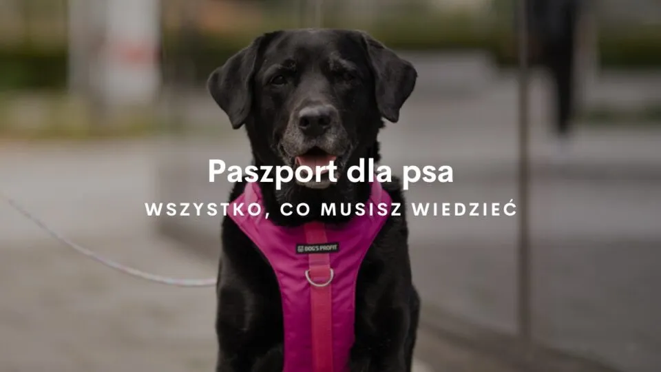 Zdjęcie Jak wygląda paszport dla psa? Odkryj jego cechy i zawartość