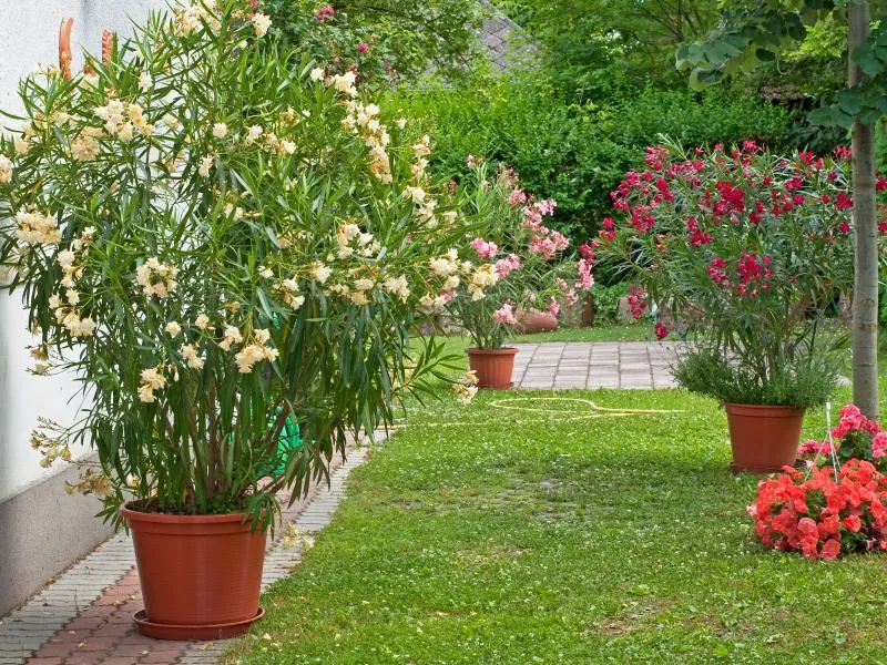 Zdjęcie Czy oleander może zimować w ogrodzie? Poznaj 5 kluczowych zasad
