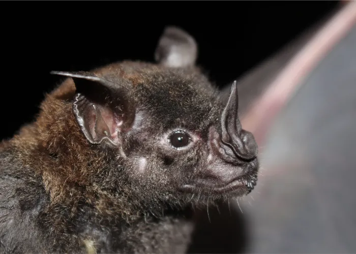 Zdjęcie Wszystkie tajemnicze miejsca gdzie zimują nietoperze: fakty i ciekawostki