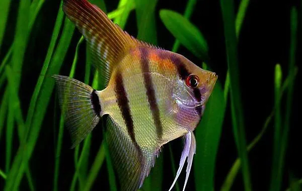 Zdjęcie Czy można oddać rybki do zoologicznego? Oto co musisz wiedzieć