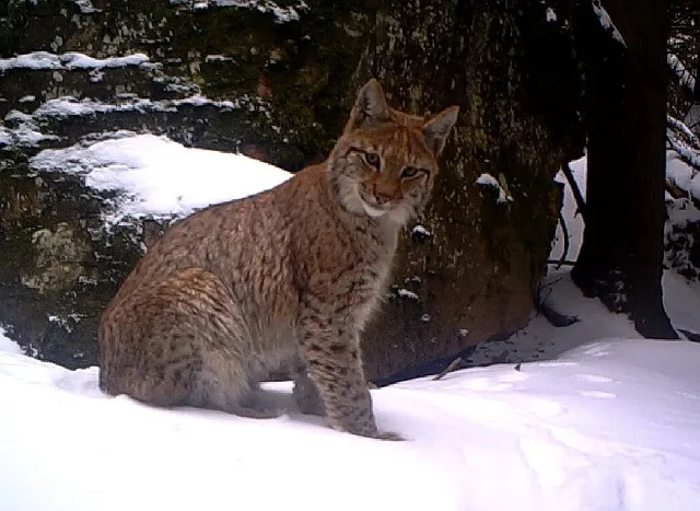 Zdjęcie Tajemnice fauny ŚPN: Wilki, rysie i ponad 4000 gatunków