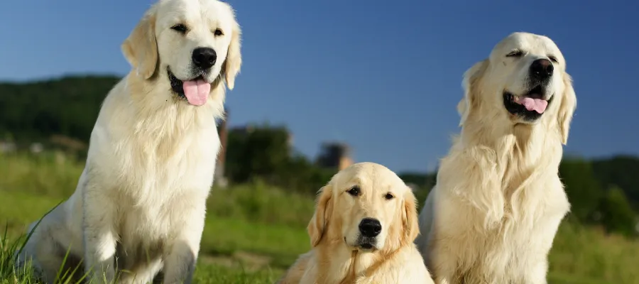 Zdjęcie Ile powinien jeść golden retriever, aby uniknąć problemów zdrowotnych?