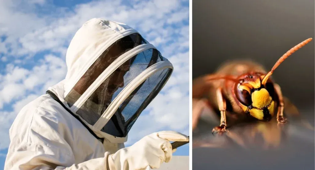 Zdjęcie Jak odstraszyć pszczoły z balkonu i cieszyć się spokojem na świeżym powietrzu