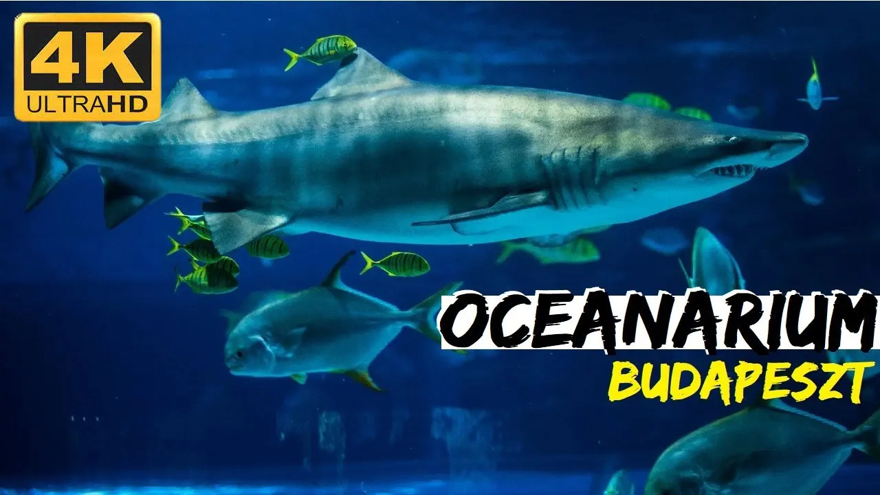 Zdjęcie Najlepsze oceanaria w Węgrzech: co warto zobaczyć i zwiedzić