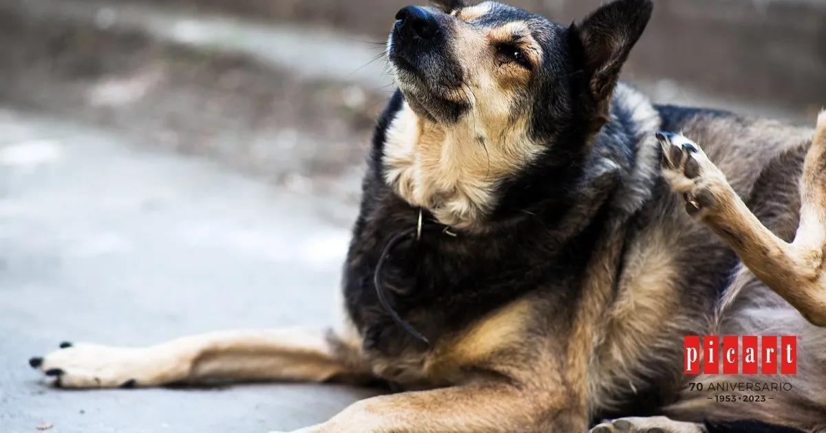 Zdjęcie Desparasitación interna perros: ¿cada cuánto debes hacerlo para su salud?