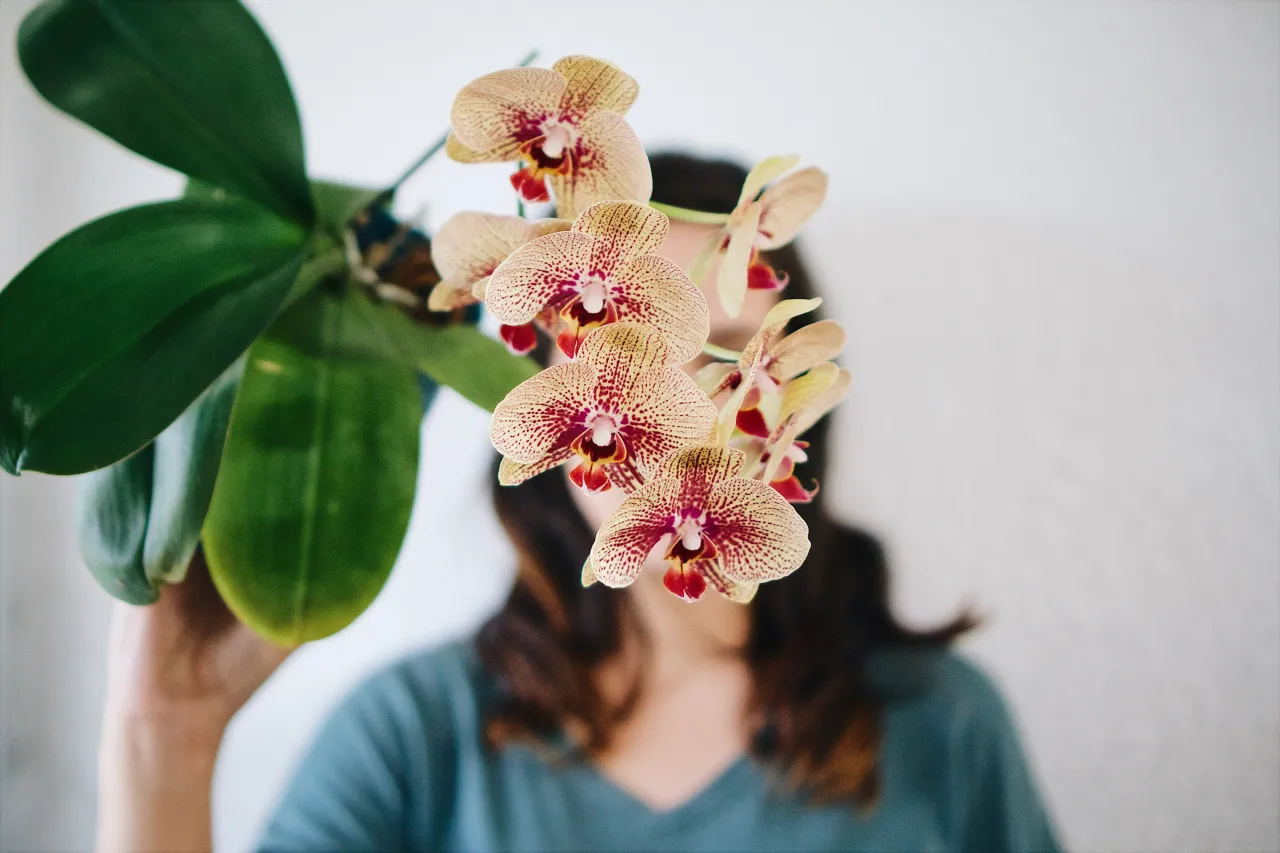 Zdjęcie Storczyk nie kwitnie? Sprawdź te 4 kroki do obfitych kwiat&oacute;w