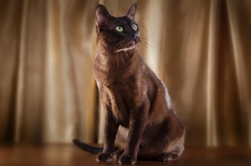 Zdjęcie Kot tonkijski: kotek czy kotka? Różnice, które musisz znać