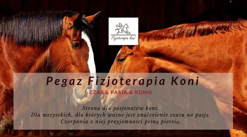 Zdjęcie Ile zarabia fizjoterapeuta koni? Sprawdź, co wpływa na wynagrodzenie
