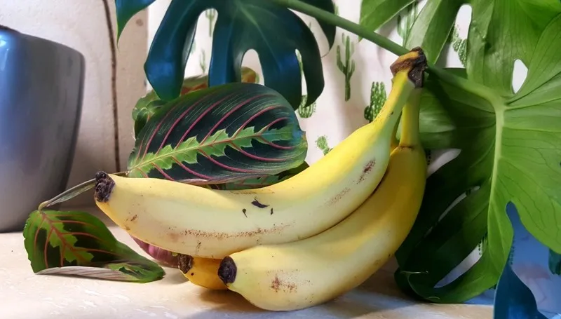 Zdjęcie Nawóz z banana do jakich kwiatów? Odkryj ich sekrety i korzyści