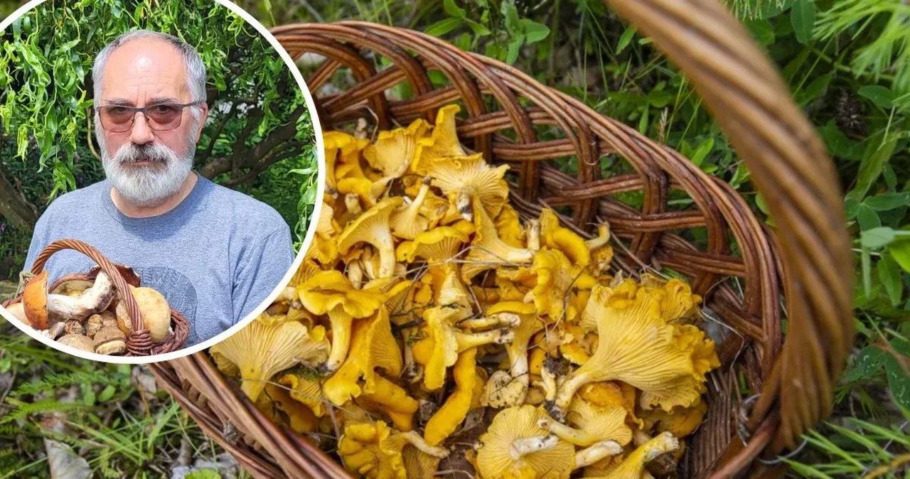 Zdjęcie Sezon na kurki: Kiedy szukać i jak je rozpoznać?