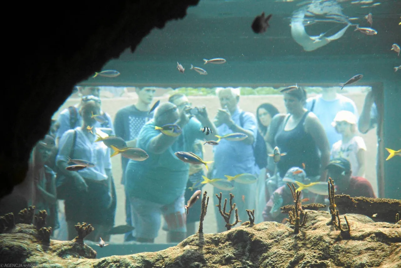 Zdjęcie Największe oceanaria w Polsce: odkryj unikalne atrakcje morskie