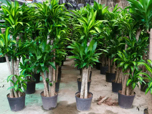 Zdjęcie Kwitnąca Dracena w Domu: Jak Sprowokować i Pielęgnować?