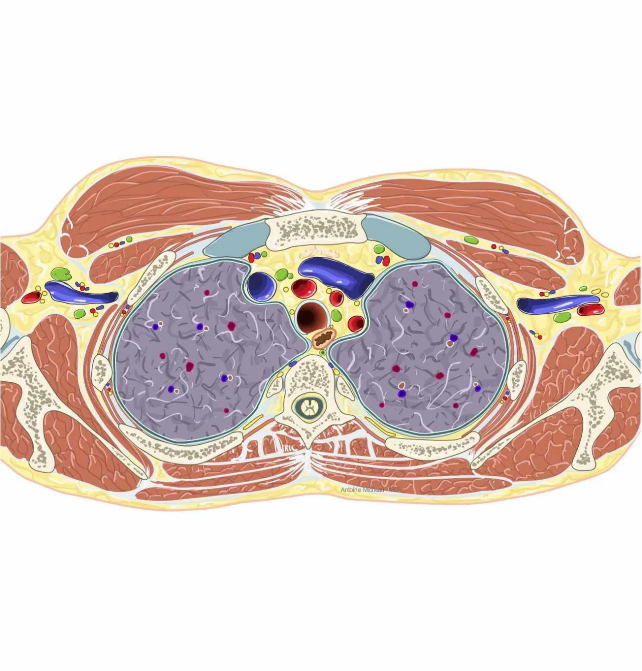 Zdjęcie Todo sobre los músculos dorsales: anatomía, funciones y ejercicios esenciales