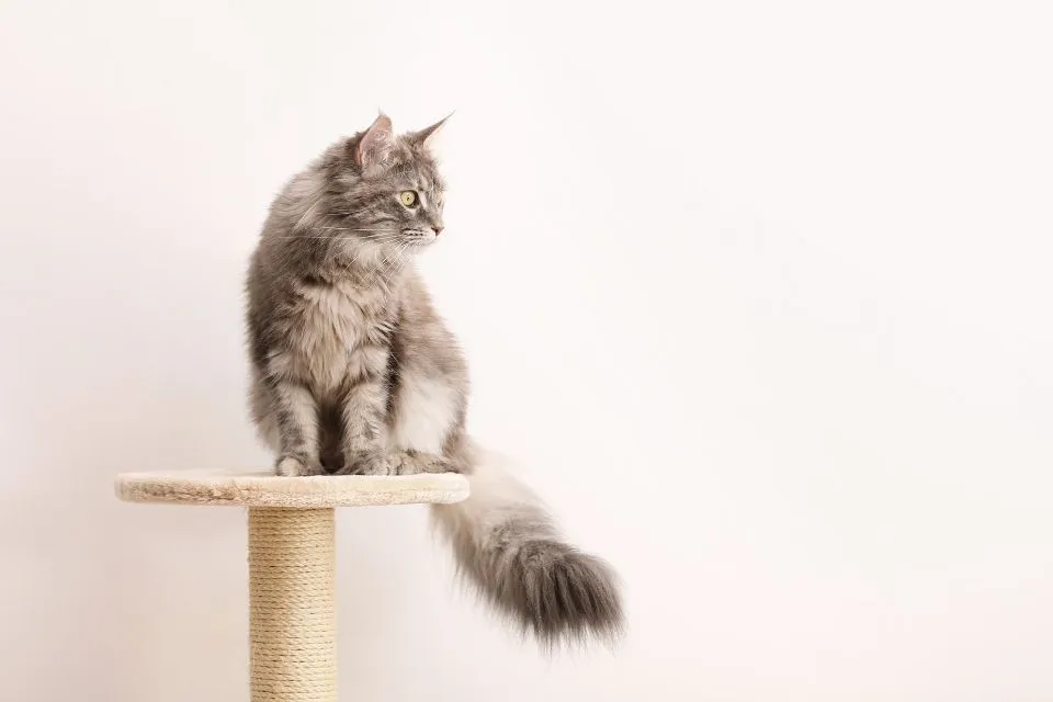 Zdjęcie Dónde tirar las cacas de los gatos: evita problemas de higiene y salud