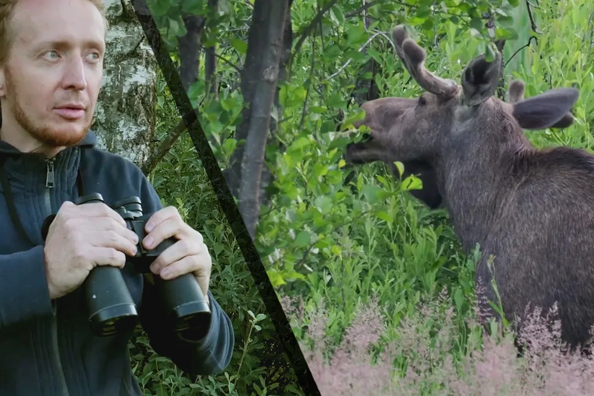 Cierpliwość w obserwacji zwierząt