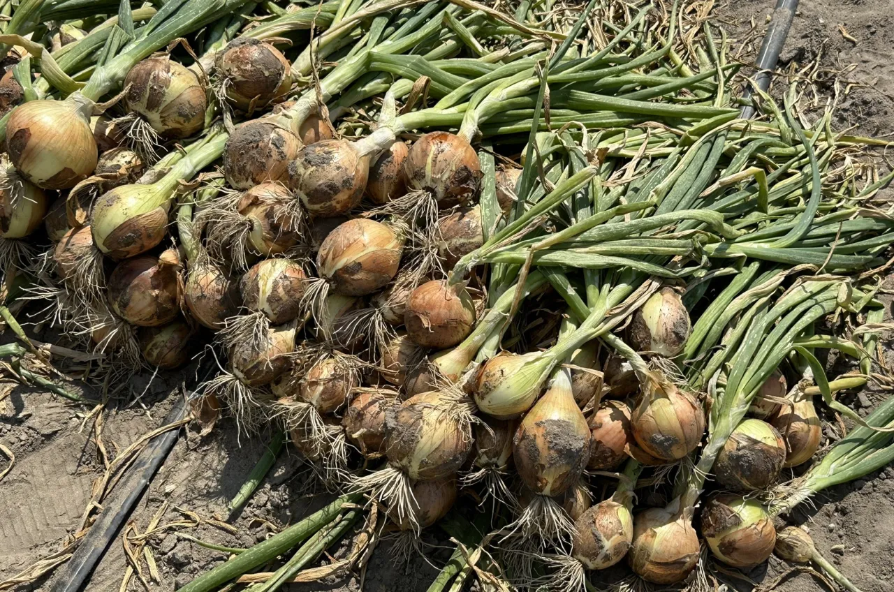 Kiedy siać cebulę na rozsadę? Zbiór cebul z zielonymi naćmi, gotowych do dalszej uprawy.