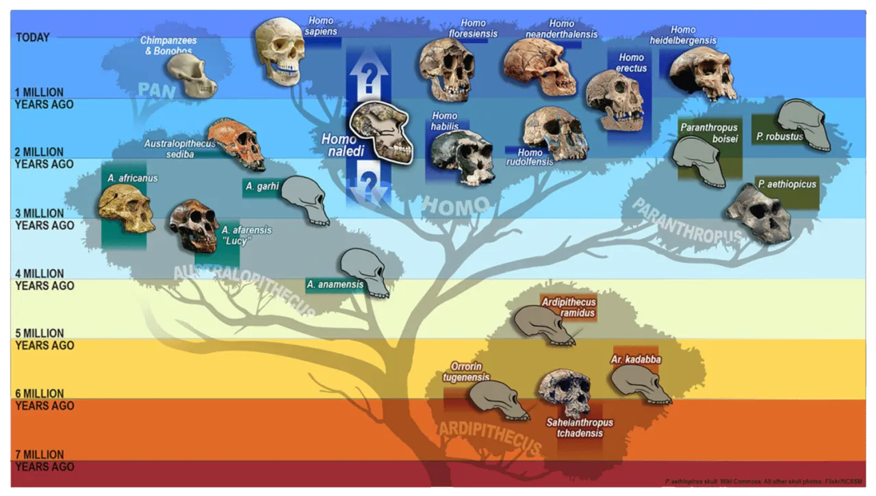 Ewolucja człowieka drzewo genealogiczne