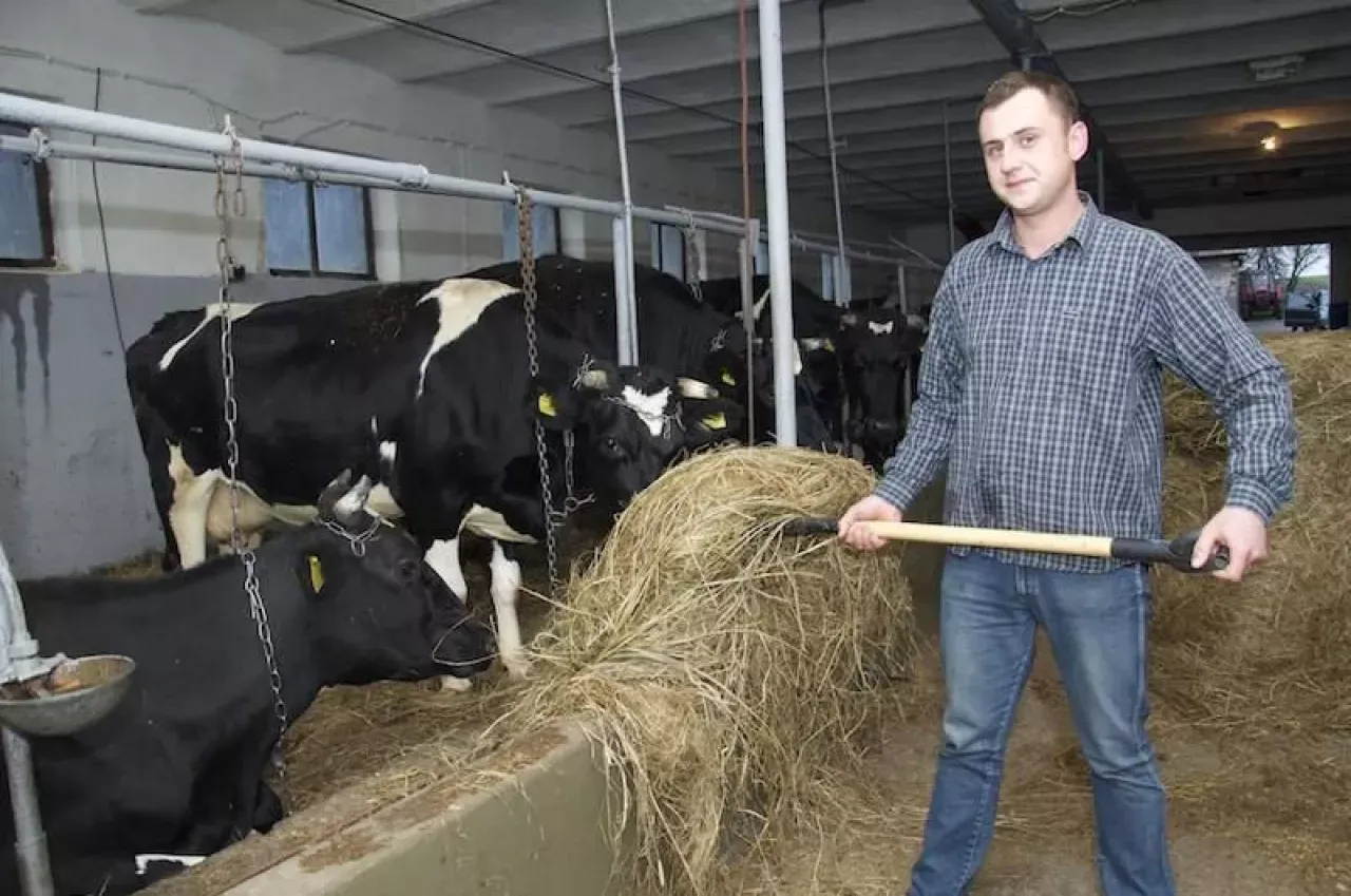 Rolnik z widłami przy oborze, gdzie bydło korzysta z systemu alkierzowego.