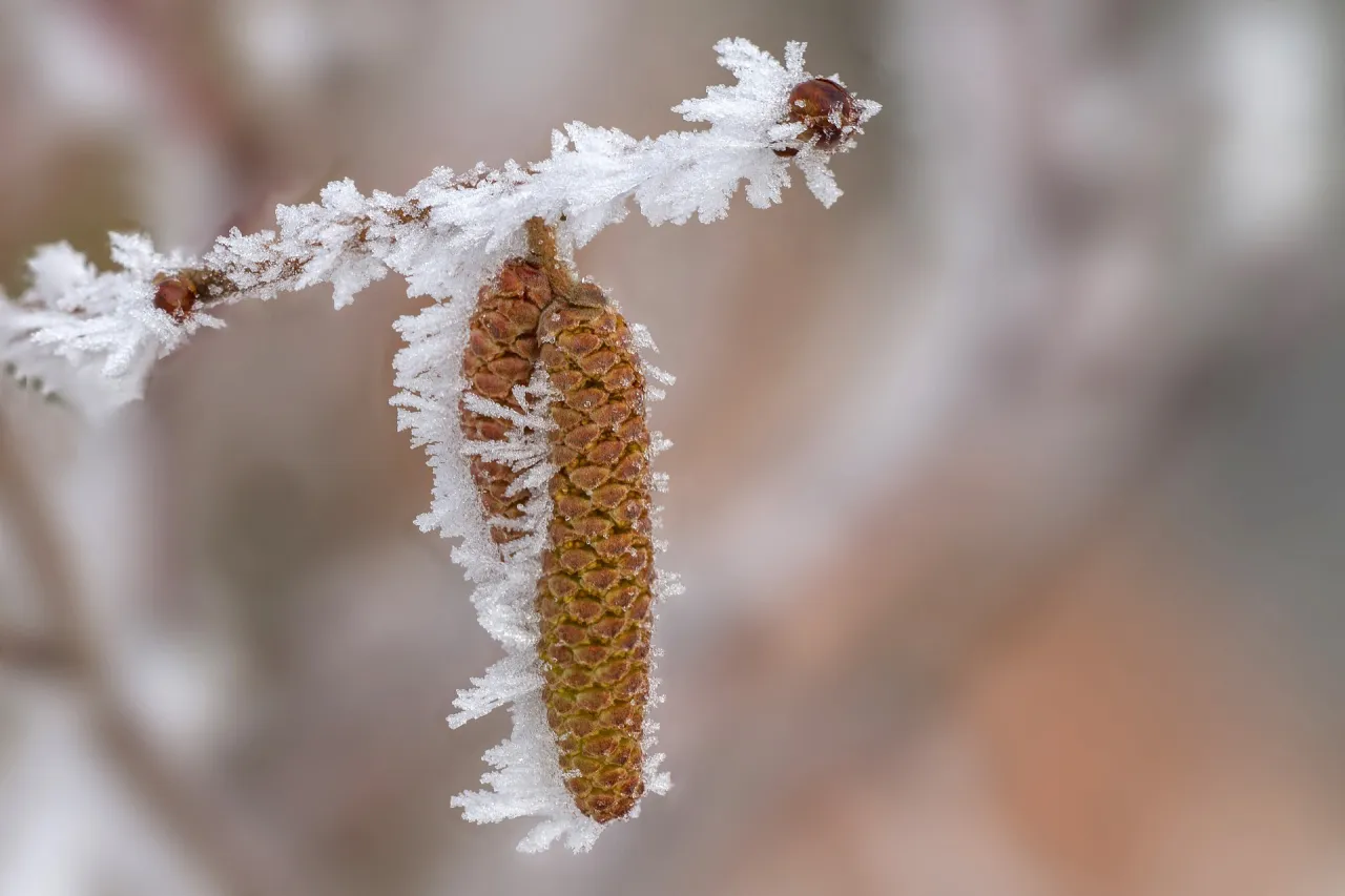 Mroźne kryształki otulają kotki leszczyny, pokazując, jak kwitnie leszczyna w zimowej scenerii.