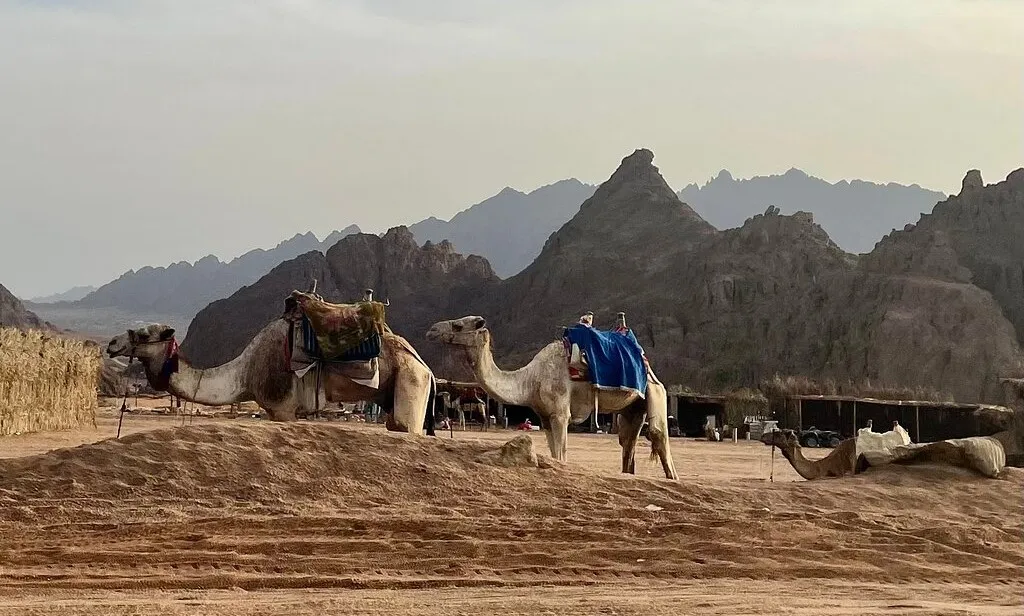 Safari d&eacute;sert Sina&iuml; quad chameau