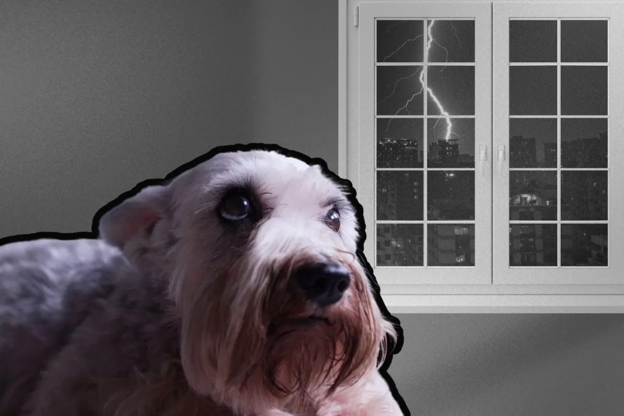 Przestraszony pies podczas burzy