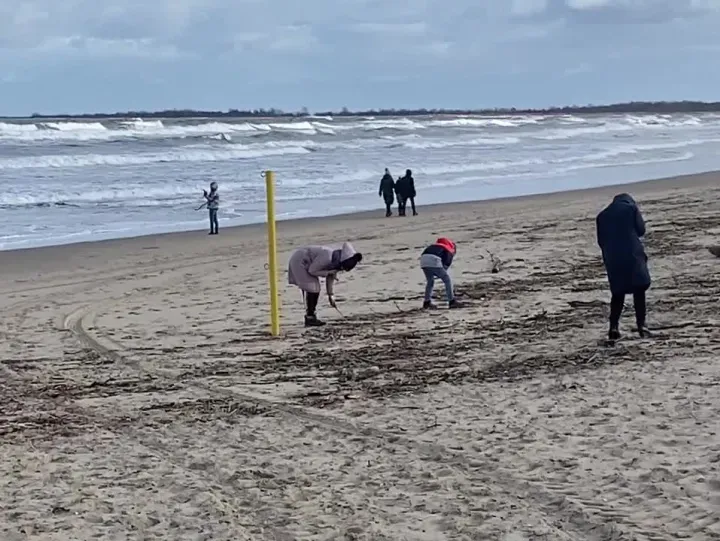 szukanie muszli na plaży po sztormie