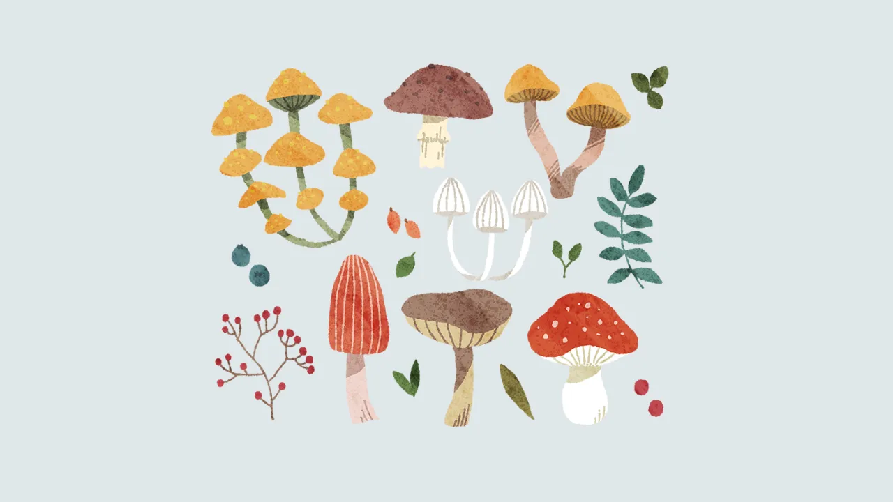 Ilustracja leśnych, jadalnych grzyb&oacute;w z blaszkami, w tym muchomor&oacute;w i borowik&oacute;w, otoczonych liśćmi i jagodami.