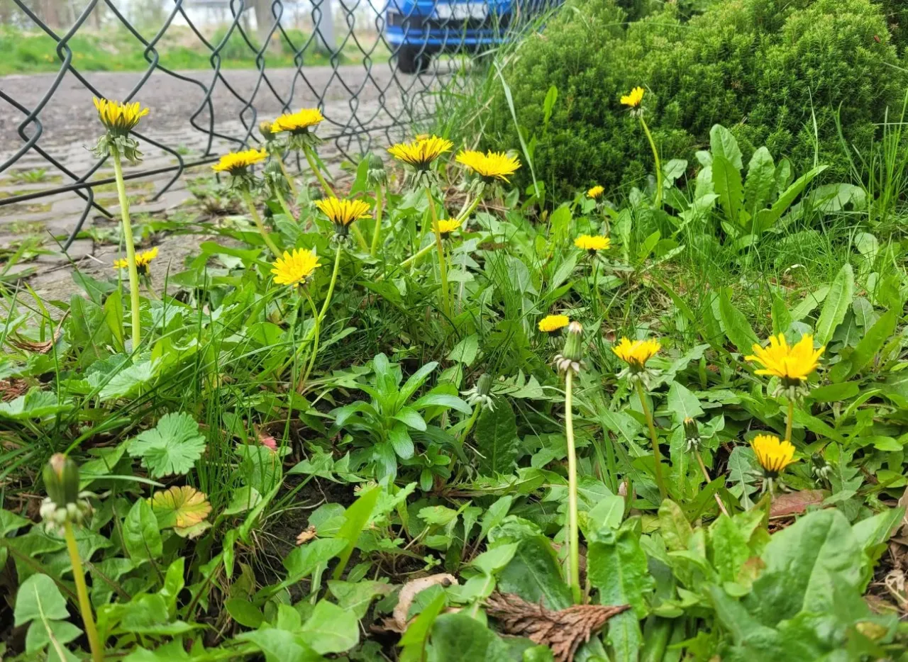 żółte chwasty w ogrodzie identyfikacja