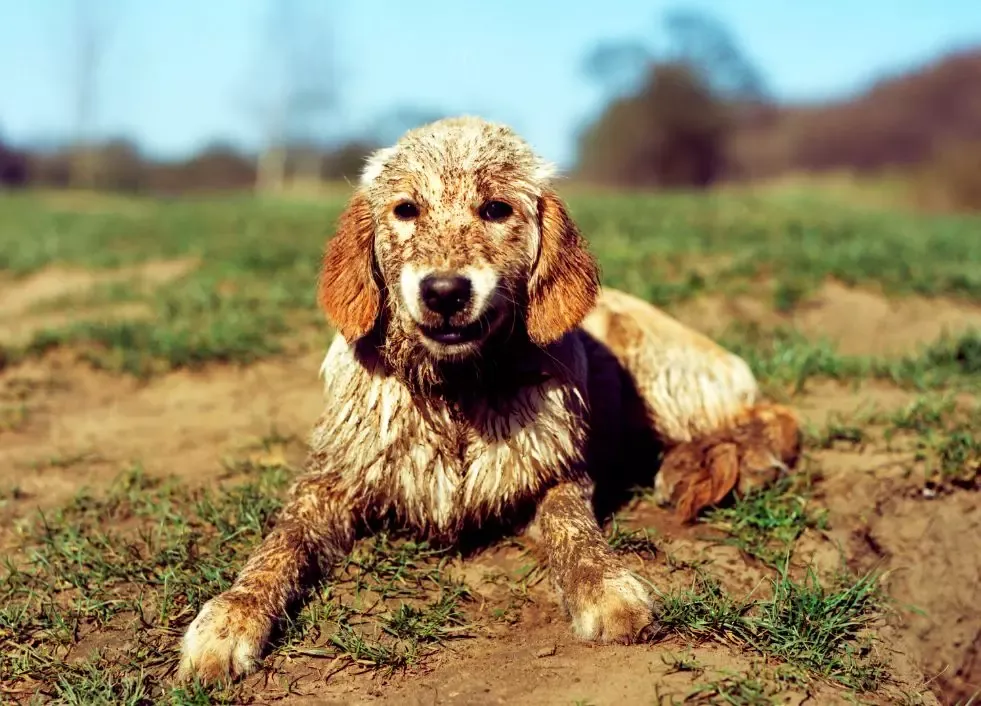 Zdjęcie Jak często kąpać golden retrievera, aby uniknąć problemów ze skórą?