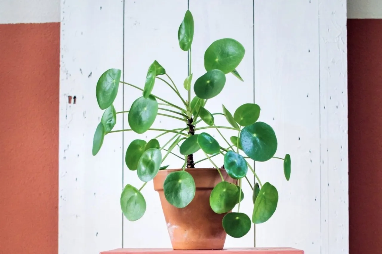 Pieniążek w minimalistycznym wnętrzu