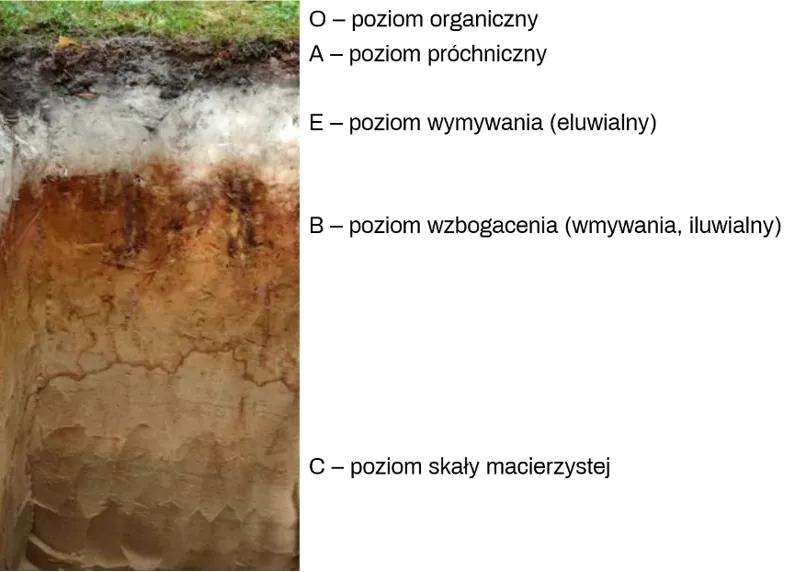 profil glebowy schemat warstwy