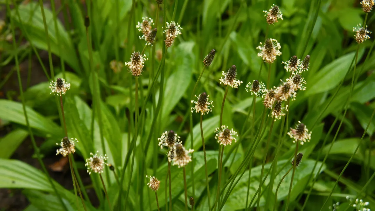 Kiedy zbierać babkę lancetowatą? Wczesne lato, gdy kwiatostany są w pełni rozwoju, a liście zdrowe.