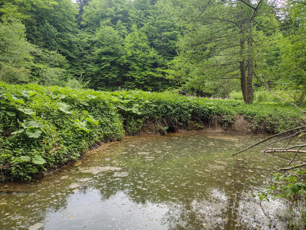 Żeremia bobr&oacute;w rezerwat M&oacute;jka