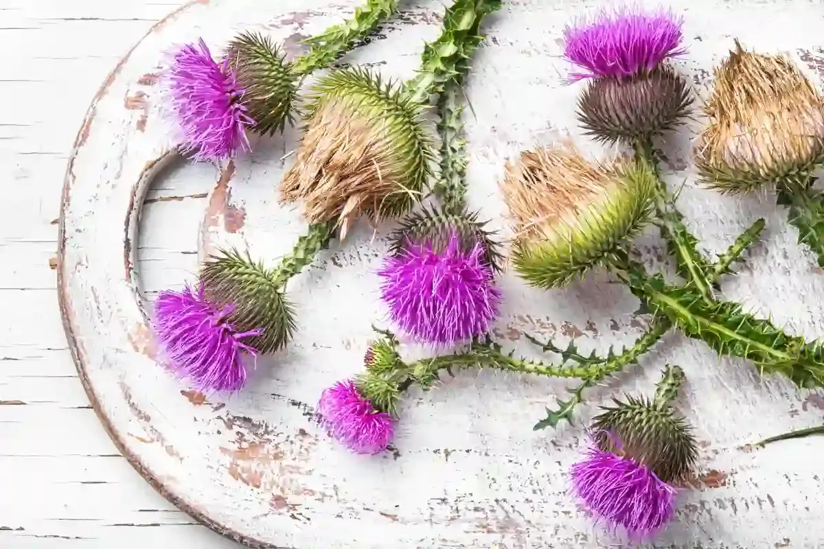 Sposoby użycia ostropestu