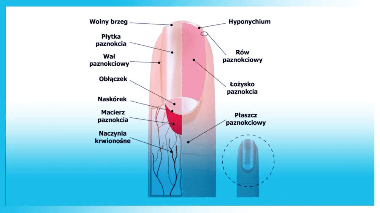 anatomia paznokcia schemat