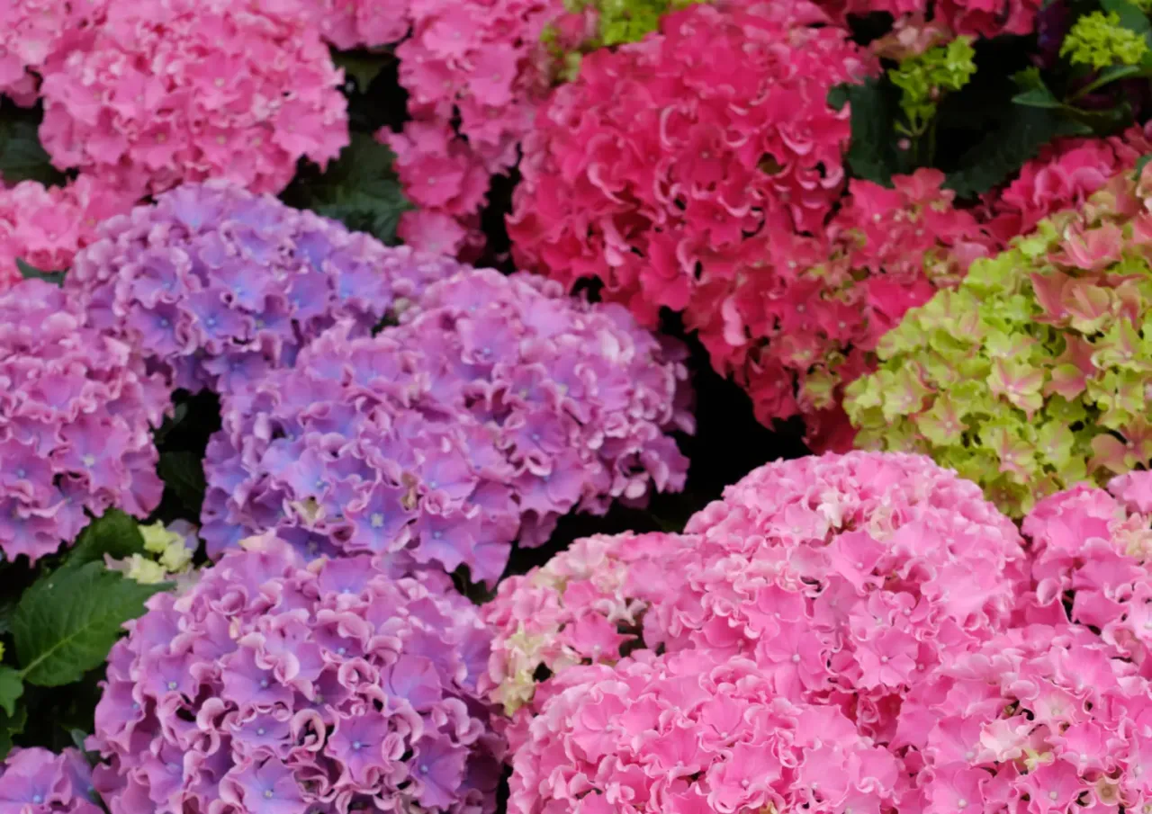 Kiedy i jak przycinać hortensje? Piękne, wielobarwne kwiaty w odcieniach różu, fioletu i zieleni zachęcają do pielęgnacji.