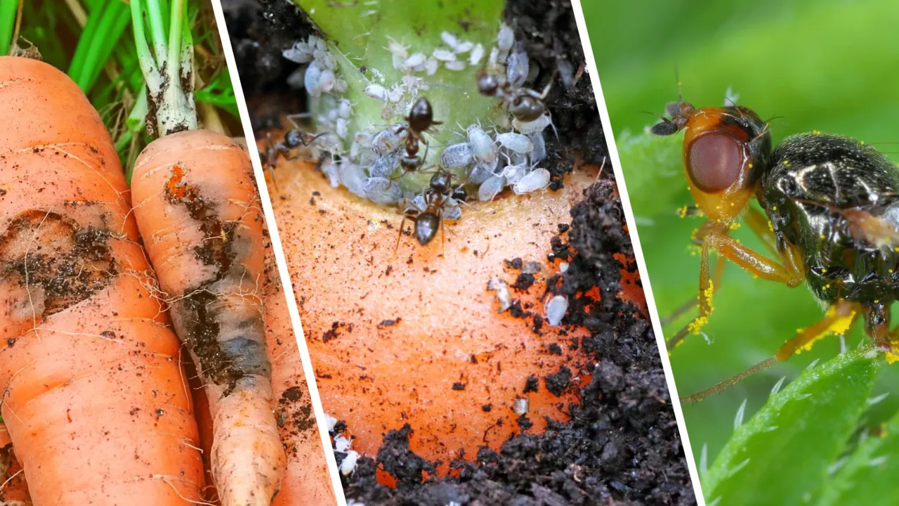 połyśnica marchwianka cykl życia, szkodniki marchwi