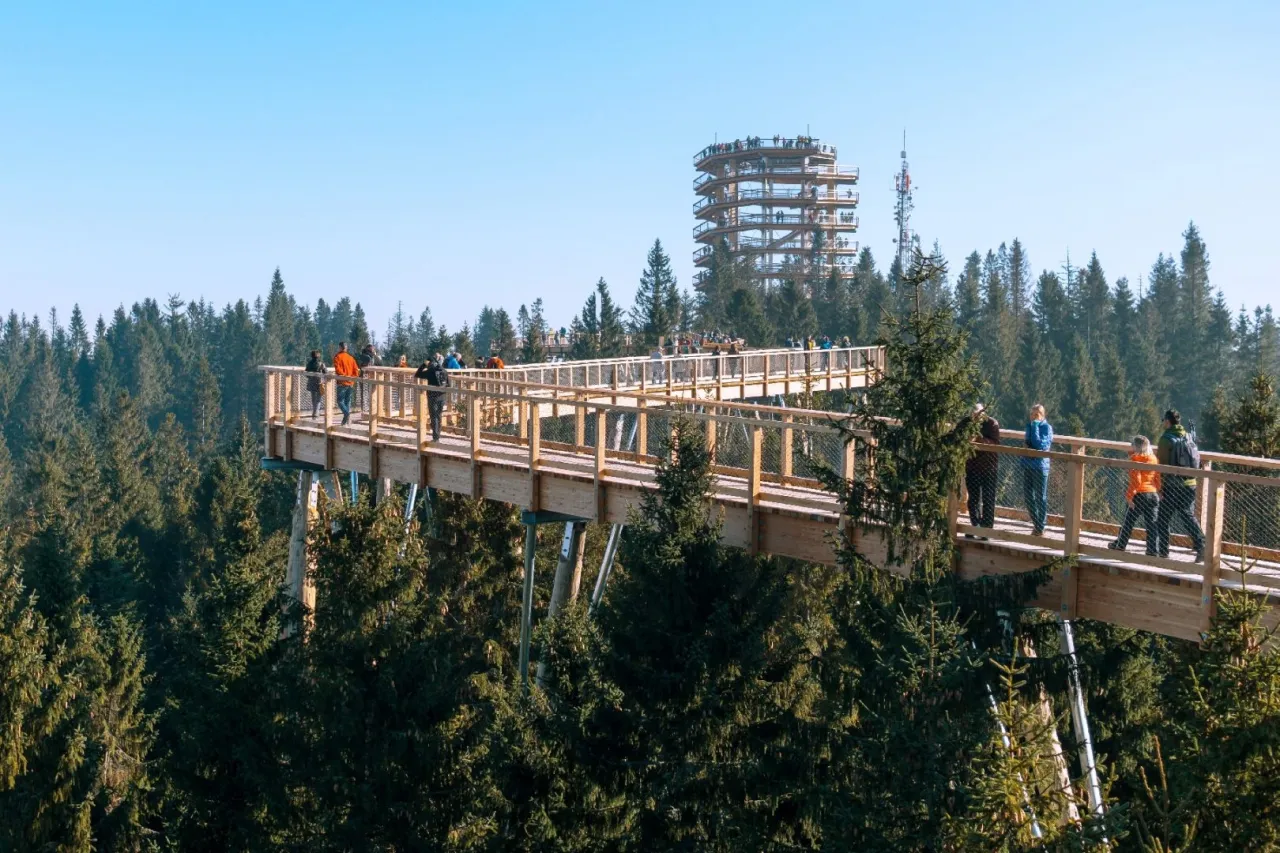 Spacer po koronach drzew w Bachledovej Dolinie. Drewniana trasa widokowa wśród świerków, z wieżą widokową w tle.
