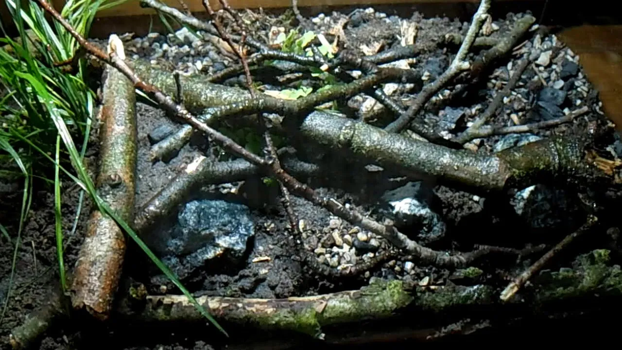 Terrarium dla ślimaka afrykańskiego