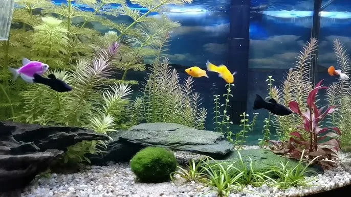 akwarium z gupikami dla początkujących