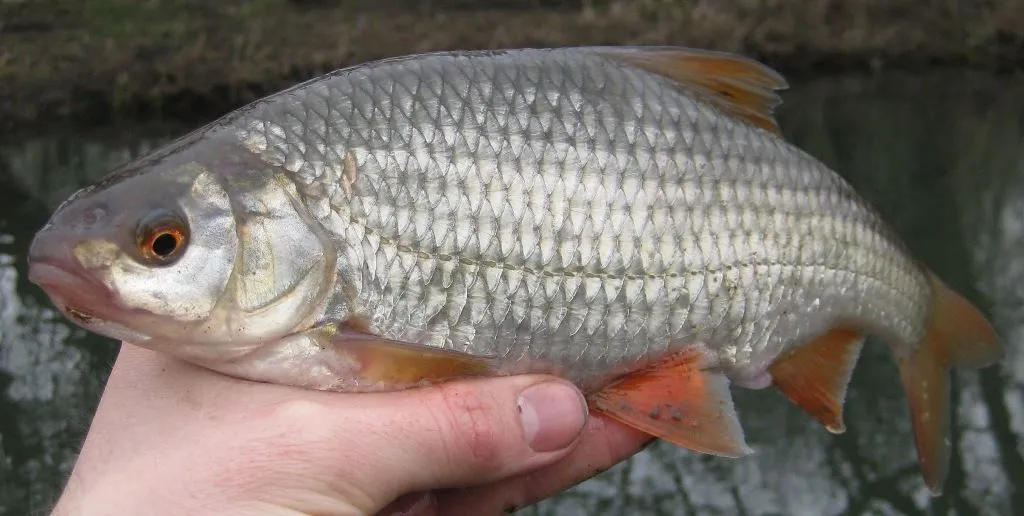 zanęta na płocie i przynęty