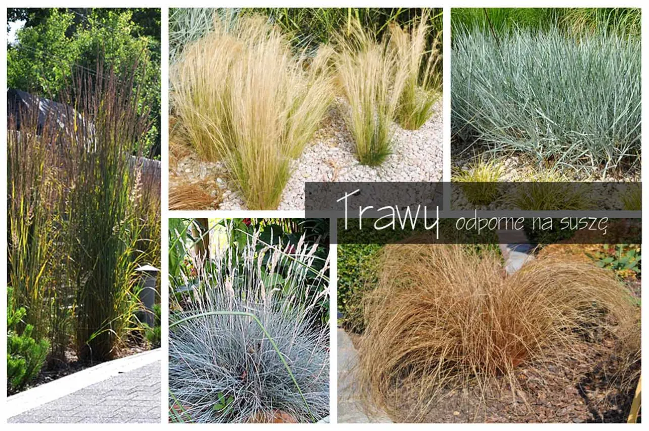 Rośliny odporne na suszę na gleby piaszczyste