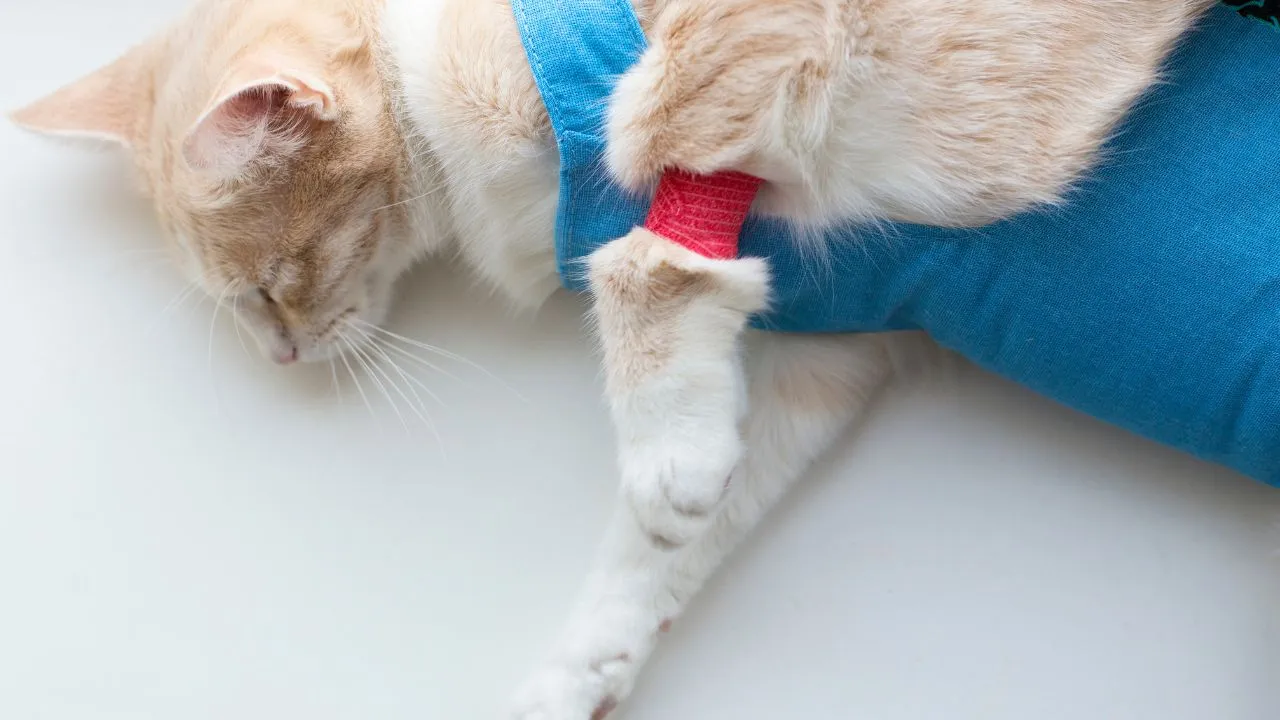 spokojny kot po sterylizacji odpoczywający w domu