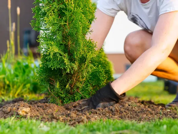 sadzenie tui wiosną