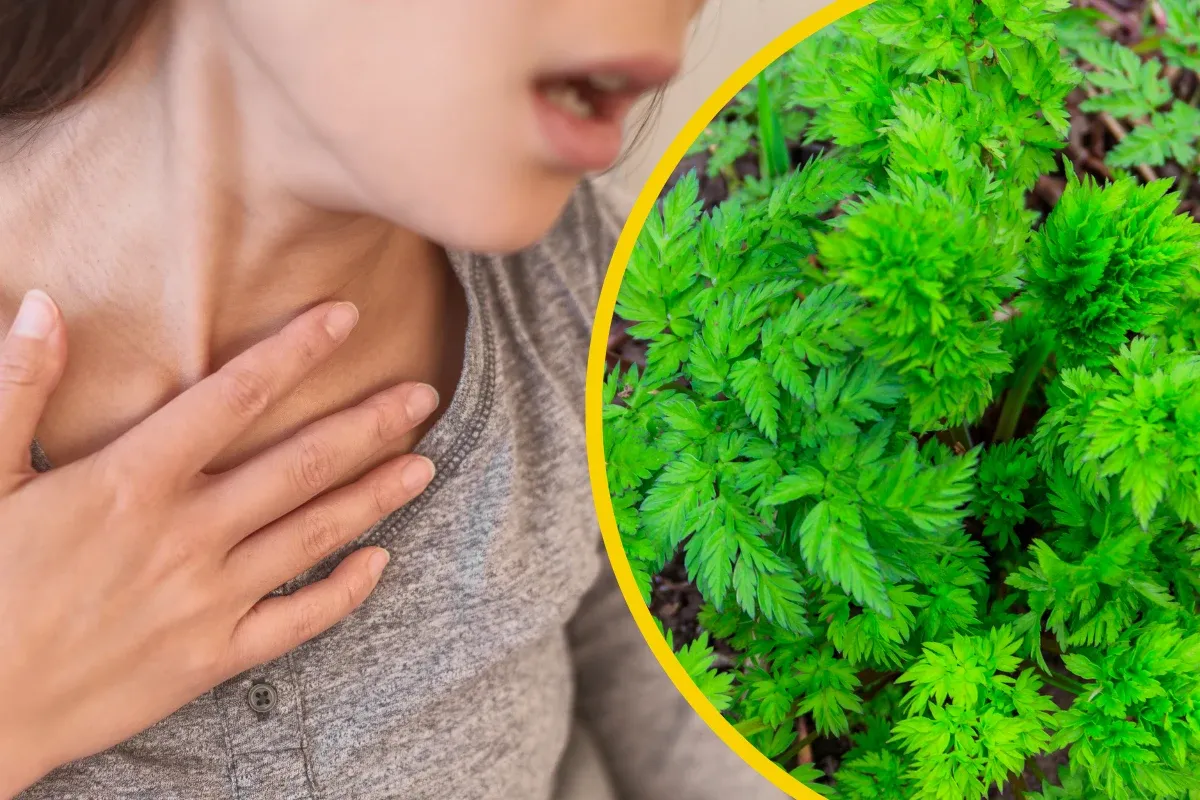 jak odróżnić szczwół od kopru